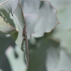 Tiphiidae (family) at Tinderry, NSW - 17 Feb 2025 04:25 PM