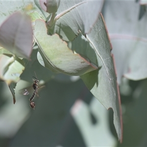 Tiphiidae (family) at Tinderry, NSW - 17 Feb 2025 04:25 PM