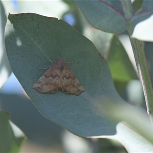 Mnesampela privata at Tinderry, NSW - Yesterday by danswell