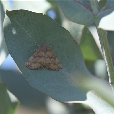 Mnesampela privata (Autumn Gum Moth) at Tinderry, NSW - 17 Feb 2025 by danswell