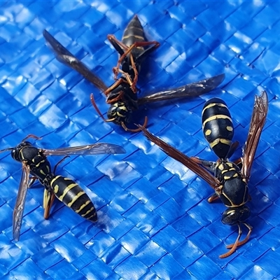 Polistes (Polistes) chinensis (Asian paper wasp) at Ngunnawal, ACT - 16 Feb 2025 by Yowie2913