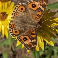 Junonia villida (Meadow Argus) at Watson, ACT - 17 Feb 2025 by abread111