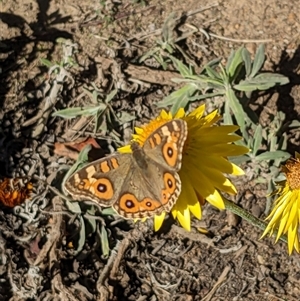 Junonia villida at Watson, ACT - 17 Feb 2025 04:08 PM