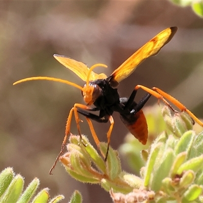 Cryptocheilus bicolor (Orange Spider Wasp) at Glenroy, NSW - 16 Feb 2025 by KylieWaldon