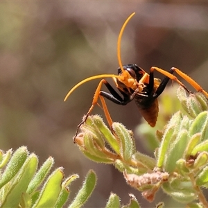 Cryptocheilus australis at Glenroy, NSW - 16 Feb 2025 11:00 AM