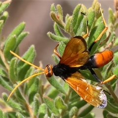 Cryptocheilus australis at Glenroy, NSW - 16 Feb 2025 11:00 AM