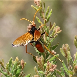 Cryptocheilus australis at Glenroy, NSW - 16 Feb 2025 11:00 AM