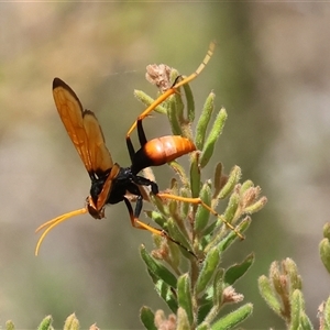 Cryptocheilus australis at Glenroy, NSW - 16 Feb 2025 11:00 AM