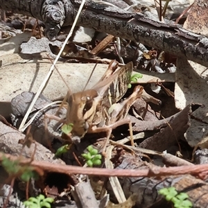 Oedaleus australis at Glenroy, NSW - 16 Feb 2025 by KylieWaldon