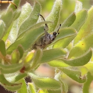 Unidentified Weevil (Curculionoidea) at Glenroy, NSW - 16 Feb 2025 by KylieWaldon