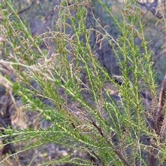 Cassinia sifton (Sifton Bush, Chinese Shrub) at Fisher, ACT - 17 Feb 2025 by George