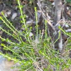 Cassinia sifton at Fisher, ACT - 17 Feb 2025 06:50 PM