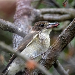 Cracticus torquatus (Grey Butcherbird) at Fraser, ACT - 30 Jan 2025 by AlisonMilton