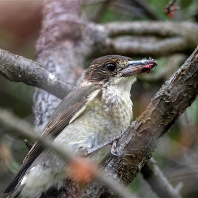 Cracticus torquatus (Grey Butcherbird) at Fraser, ACT - 30 Jan 2025 by AlisonMilton