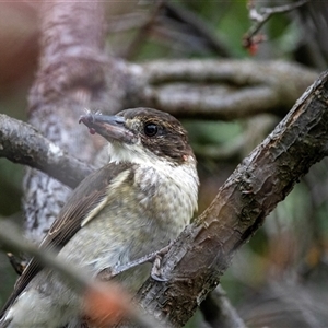 Cracticus torquatus at Fraser, ACT - 30 Jan 2025 10:29 AM
