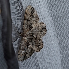 Unplaced phloeopa (Scalloped Bark Moth) at Higgins, ACT - 30 Jan 2025 by AlisonMilton