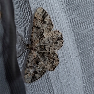 Unidentified Geometer moth (Geometridae) at Higgins, ACT - 30 Jan 2025 by AlisonMilton