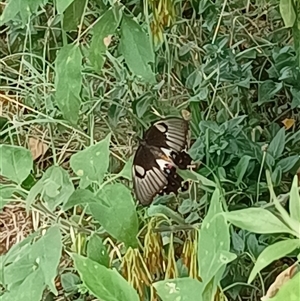 Papilio aegeus at Chisholm, ACT - 11 Feb 2025 11:11 AM