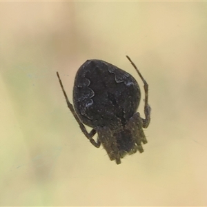 Araneus hamiltoni at Cotter River, ACT - 3 Feb 2025 by RAllen