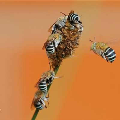 Amegilla (Zonamegilla) asserta (Blue Banded Bee) at Cook, ACT - Yesterday by Rheardy