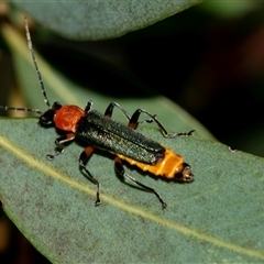 Chauliognathus tricolor (Tricolor soldier beetle) at Holt, ACT - 16 Feb 2025 by AlisonMilton