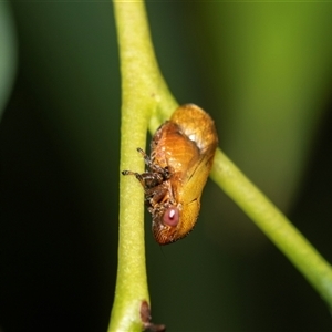 Pectinariophyes stalii (Tube Spittlebug) at Holt, ACT - 16 Feb 2025 by AlisonMilton