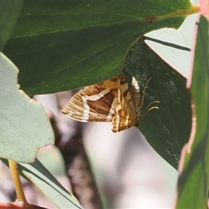 Chrysolarentia oxygona at Cotter River, ACT - 3 Feb 2025 02:42 PM