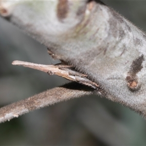 Unidentified Leafhopper or planthopper (Hemiptera, several families) at Higgins, ACT - 15 Feb 2025 by AlisonMilton