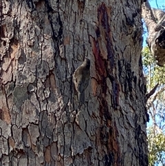 Cormobates leucophaea (White-throated Treecreeper) at Bonny Hills, NSW - 17 Feb 2025 by pls047