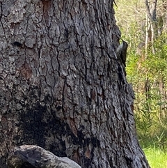 Cormobates leucophaea at Bonny Hills, NSW - suppressed