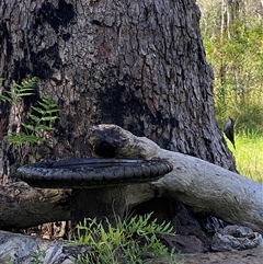 Cormobates leucophaea at Bonny Hills, NSW - suppressed