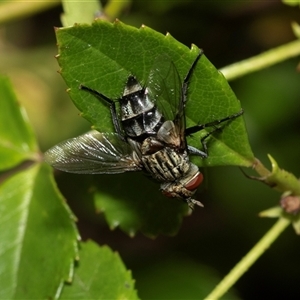 Unidentified Bristle Fly (Tachinidae) at Higgins, ACT - 9 Feb 2025 by AlisonMilton