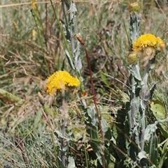 Podolepis laciniata at Cotter River, ACT - 3 Feb 2025 by RAllen