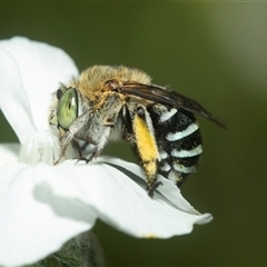 Amegilla (Zonamegilla) asserta (Blue Banded Bee) at Higgins, ACT - 16 Feb 2025 by AlisonMilton