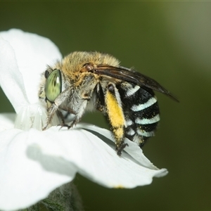 Amegilla sp. (genus) at Higgins, ACT - 16 Feb 2025 by AlisonMilton