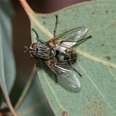 Unidentified Bristle Fly (Tachinidae) at Scullin, ACT - 29 Jan 2025 by AlisonMilton