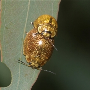 Paropsisterna cloelia (Eucalyptus variegated beetle) at Higgins, ACT - 12 Feb 2025 by AlisonMilton