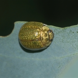 Paropsisterna cloelia at Higgins, ACT - 12 Feb 2025 11:12 AM