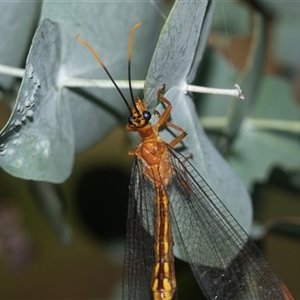 Nymphes myrmeleonoides at Higgins, ACT - 12 Feb 2025 by AlisonMilton