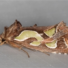 Cosmodes elegans (Green Blotched Moth) at Melba, ACT - 12 Feb 2025 by kasiaaus