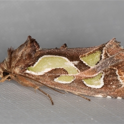 Cosmodes elegans (Green Blotched Moth) at Melba, ACT - 12 Feb 2025 by kasiaaus