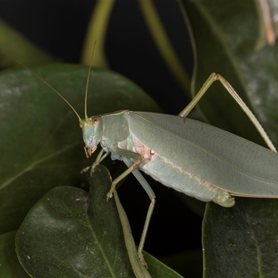 Torbia viridissima (Gum Leaf Katydid) at Melba, ACT - 12 Feb 2025 by kasiaaus