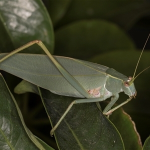 Torbia viridissima at Melba, ACT - 12 Feb 2025 11:14 PM