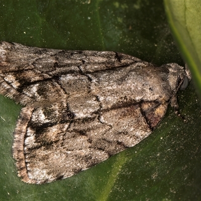 Etanna clopaea (A Noctuid moth (family Nolidae)) at Melba, ACT - 12 Feb 2025 by kasiaaus