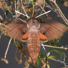 Hippotion scrofa (Coprosma Hawk Moth) at Melba, ACT - 13 Feb 2025 by kasiaaus