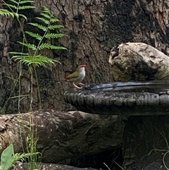 Neochmia temporalis (Red-browed Finch) at Bonny Hills, NSW - 17 Feb 2025 by pls047