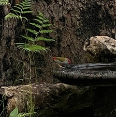 Neochmia temporalis at Bonny Hills, NSW - suppressed