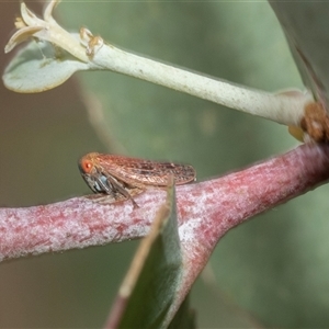 Unidentified Leafhopper or planthopper (Hemiptera, several families) at Flynn, ACT - 29 Jan 2025 by AlisonMilton