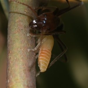 Cicadellidae (family) at Higgins, ACT - 12 Feb 2025 by AlisonMilton