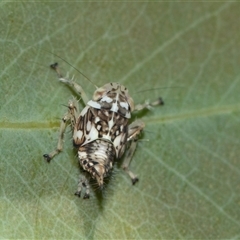 Brunotartessus fulvus (Yellow-headed Leafhopper) at Higgins, ACT - 12 Feb 2025 by AlisonMilton